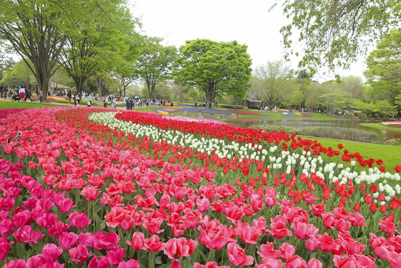 Ngắm hoa Tulip Ngắm hoa Tulip
